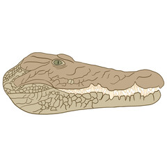 Wild Crocodile Face