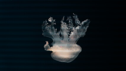 Catostylus tagi is a species of jellyfish from warmer parts of the East Atlantic Ocean and since...