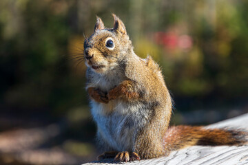 Squirrel at Jacques Cartier National Park. Quebec. Canada.