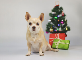 brown short hair chihuahua dog sitting on white background with Christmas tree and red and green gift boxes.