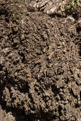 Tree bark texture for background