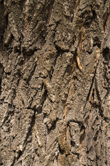Tree bark texture for background