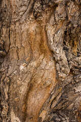 Tree bark texture for background