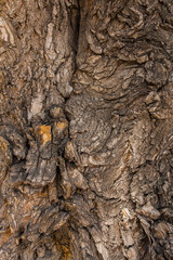 Tree bark texture for background