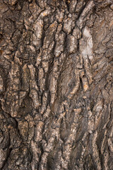 Tree bark texture for background