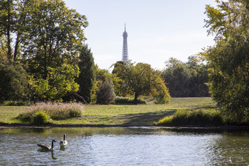 Canada geese , branta canadensis, on the lake in the bois de Boulogne in Paris France with the...