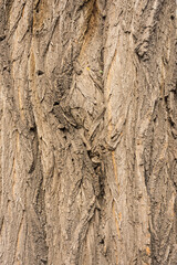 Tree bark texture for background
