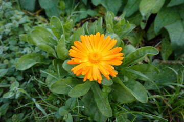 Caléndula flor de los mil usos en el huerto