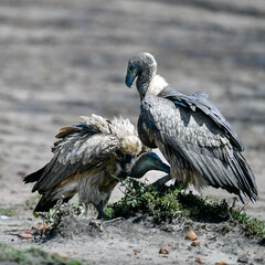 vulture