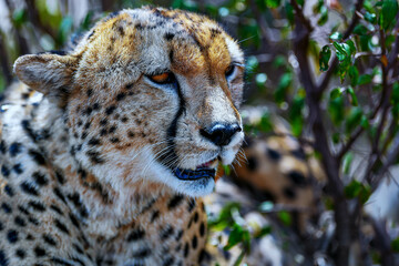 cheetah © Herbert