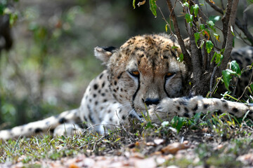cheetah © Herbert