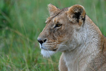 Lion