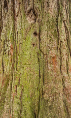 Tree bark texture for background