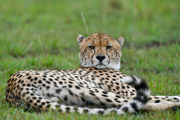 cheetah © Herbert