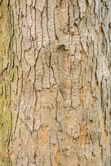 Tree bark texture for background