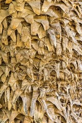 Tree bark texture for background