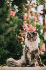 Naklejka na ściany i meble Playful Cute Curious Funny Maine Coon Cat With White-black Marble Fur Color Sit On Walkway. Flower Background. Amazing Pets Pet. Coon Cat, Maine Cat, Maine Shag. Pets On Walk.
