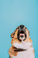 Portrait of mongrel dog sneezes, runny nose. Portrait of mixed-breed mongrel dog with open mouth, sticking out his tongue and eyes closed. Cold diseases and allergies in pets concept. Isolated on blue - 552555377