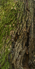 Tree bark texture for background