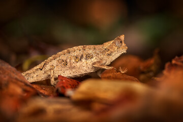 Brookesia superciliaris, brown leaf chameleon or Thiel's pygmy branch in forest habitat. endemic green reptile with long tail from Ranomafana NP, Madagascar. Wildlife scene from nature.