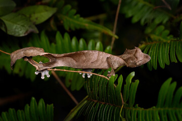 Satanic leaf-tailed gecko, Uroplatus phantasticus, lizard from Ranomafana National Park,...