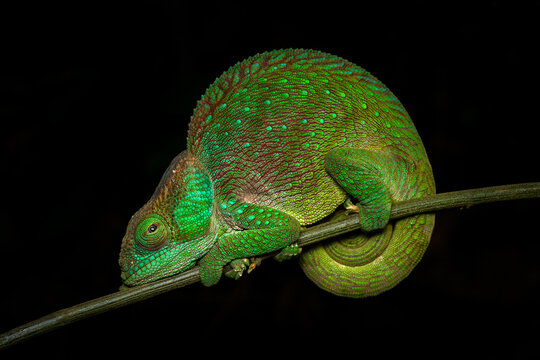 O'Shaughnessy's chameleon, Calumma oshaughnessyi¨, lizard in Chamaeleonidae. Chameleon endemic to Madagascar, night photo in Ranomafana NP forest. Wildlife nature.