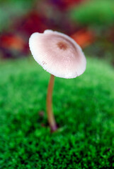 A basidiomycete fungus grows among the moss