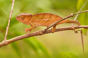 Chameleon in the forest habitat, wide angle lens. Parson's chameleon, Calumma parsonii lizard family Chamaeleonidae, Andasibe Manadia National Park. Endemic animal in Madagascar. Reptile with trees,