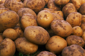 Potatoes close-up. Harvesting vegetables and crops, farming, white potatoes. Selective selective focus