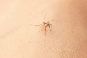 Mosquito bite uncovered human skin