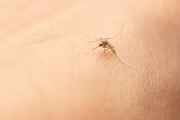 Mosquito bite uncovered human skin