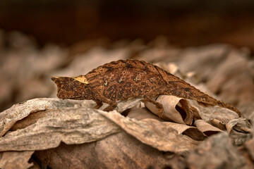 Brookesia thieli, Domergue's leaf chameleon or Thiel's pygmy branch in forest habitat. Exotic beautiful endemic green reptile with long tail from Andasibe-Mantadia NP, Madagascar.