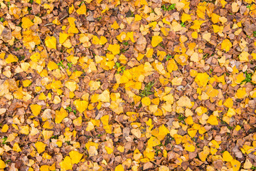 natural ground texture for background, wallpaper made of grass and leaves during fall season