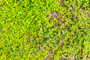 natural ground texture for background, wallpaper