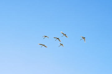 Small flock of Tundra Swans (cygnus columbianus) flying on blue sky.
