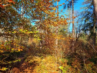 orange leaves falling from the trees in autumn, blue sky in the background