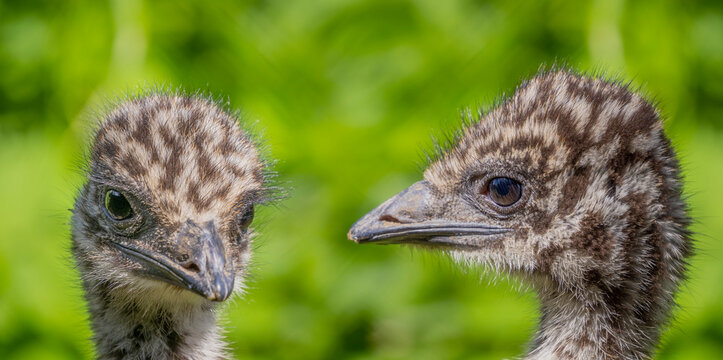emu (Dromaius novaehollandiae) small chicken