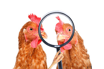 Portrait of two funny curious chickens looking through a magnifying glass isolated on white background