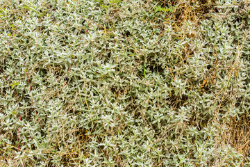 natural ground texture for background, wallpaper