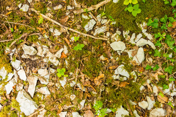 natural ground texture for background, wallpaper
