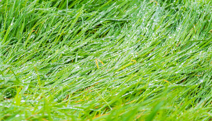 grass texture with droplets for background, wallpaper