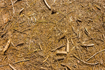 forest ground texture for background, wallpaper