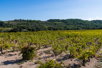 Fototapeta na wymiar Vineyard for the wine industry in the Languedoc region of the south of France