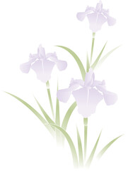 イラスト素材: 菖蒲の花　こどもの日　端午の節句　喪中　寒中　複数本　3本(透過背景)
