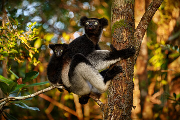 Wildlife Madagascar,  monkey with young babe cub in Kirindy Forest, Madagascar. Lemur in the nature habitat. Sifaka on the tree, sunny day.