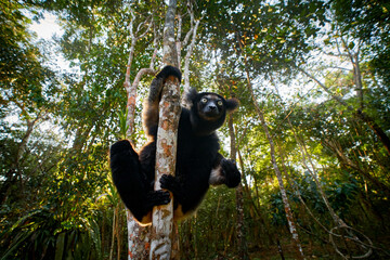 Wildlife Madagascar, babakoto, Indri indri, monkey with young babe cub in Kirindy Forest,...
