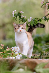 Katze im garten, Frühling, Glückskatze, Hauskatze