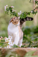 Katze im garten, Frühling, Glückskatze, Hauskatze