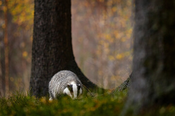 Forest badger. Badger in the wild nature. Hidden in bushes of cranberries. Nice wood in the background, Germany, Europe. Wildlife.