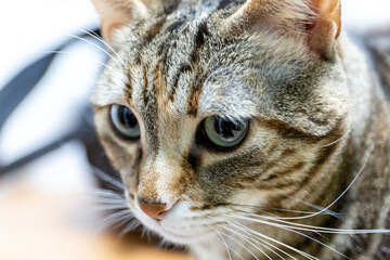 Close-up, portrait of a cat.